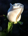 rose.jpg